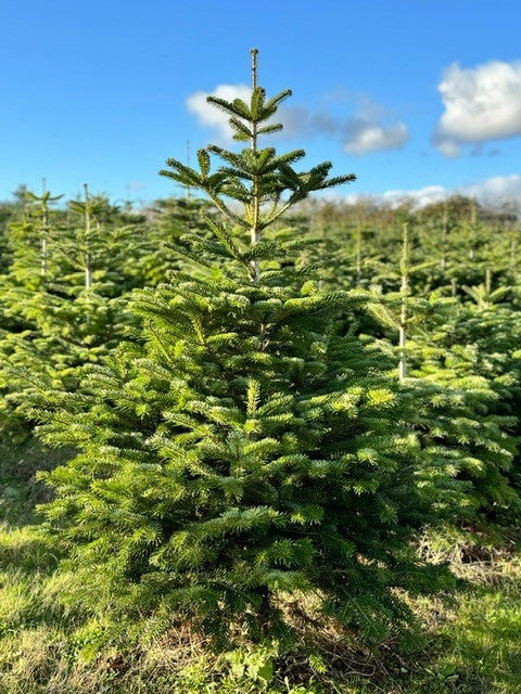 120-150cm (4ft) Premium Nordmann Fir