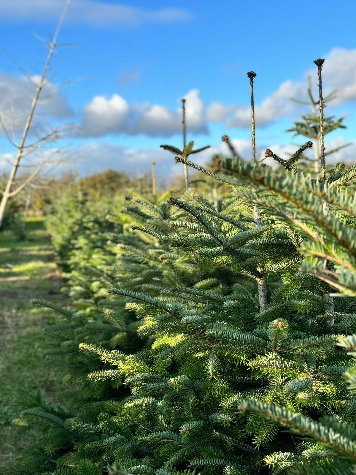 200-225cm (7ft) Premium cut Nordmann fir