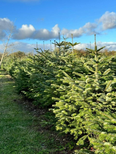 150-175cm (5ft) Premium cut Nordmann fir