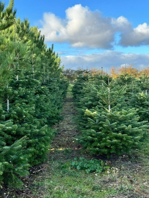 150-175cm (5ft) Premium cut Nordmann fir