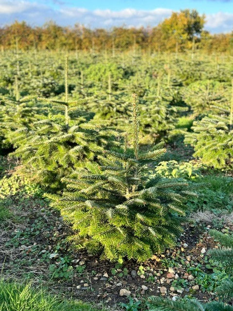 120-150cm (4ft) Premium Nordmann Fir