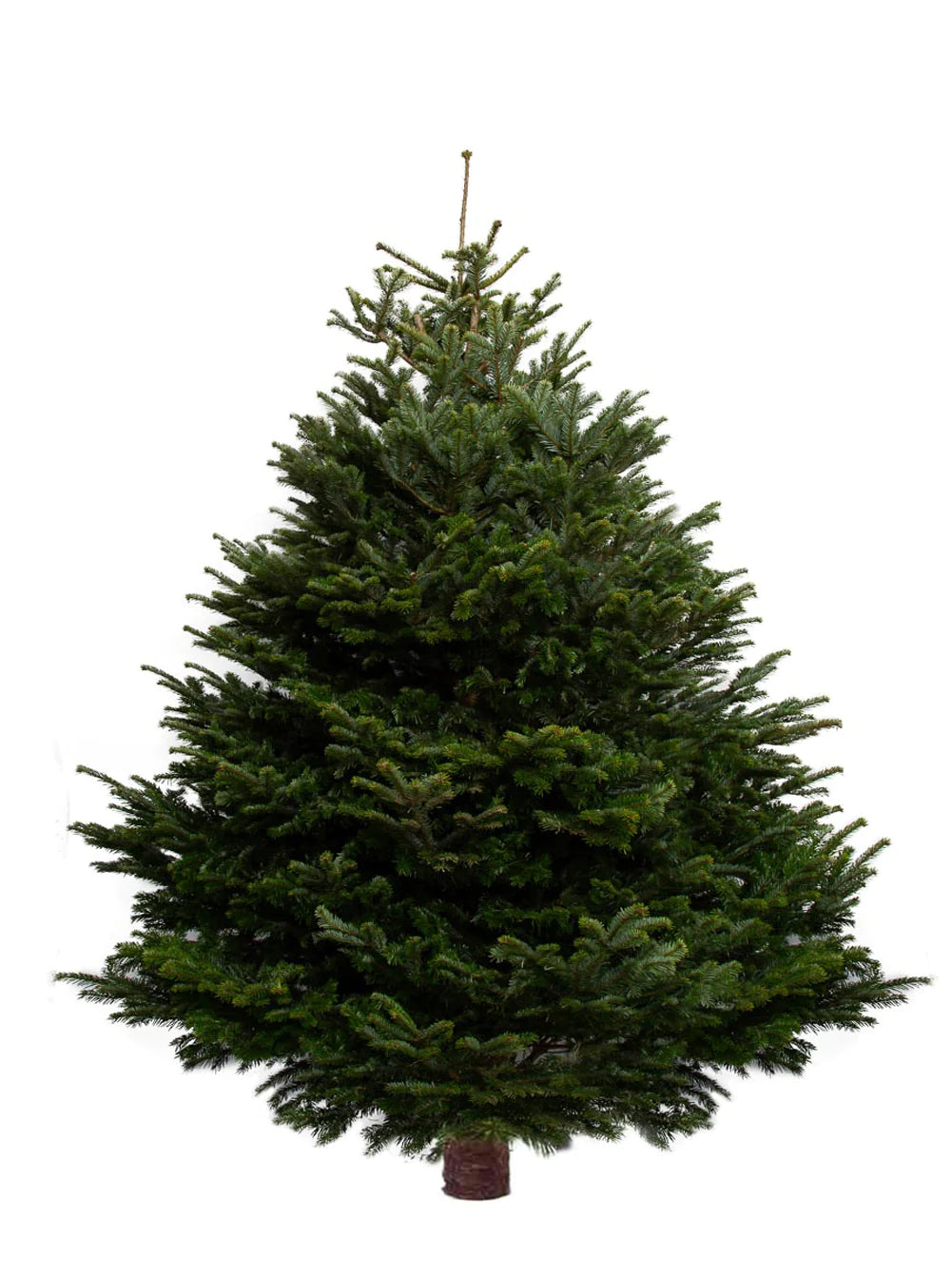 120-150cm (4ft) Premium Nordmann Fir